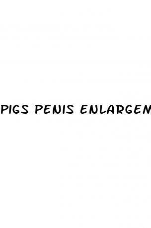 Pigs Penis Enlargement Surgery Permanente
